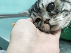 -高德24h动物医院