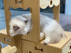 -瞄一喵猫咖(格力海岸店)