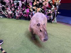 -正佳雨林生态植物园