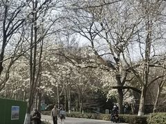 -紫金山山顶公园