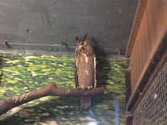 -上海大自然野生昆虫馆(东方明珠·爬宠昆虫探索中心)
