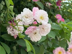 -公平路渡口(轮渡站)