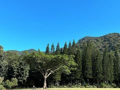 -深圳仙湖植物园