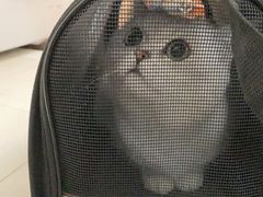 -PETKIT小佩宠物(昭化店)