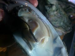 android_upload_pic-八一湛江生蚝(文明东路总店)