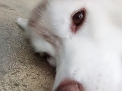-TrueLove @ Neverland (Husky Cafe)
