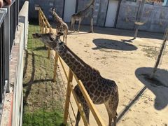 -西霞口神雕山野生动物世界