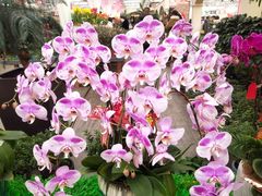 -荷兰花海