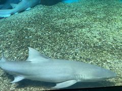 -泉城欧乐堡海洋极地世界