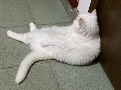 -芭比堂动物医院·心脏科·老年急重症·夜诊·吉雅分院