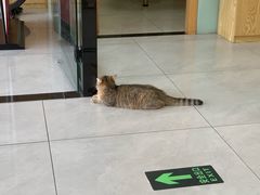 -中农大我爱我爱动物医院·核磁CT·猫病·24小时夜诊中心(石佛营店)