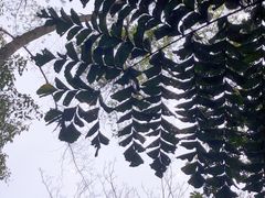 -中国科学院西双版纳热带植物园
