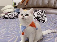 -东方名猫馆·英短金渐层布偶猫舍(环线广场1号楼店)