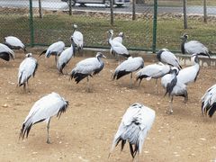 -秦皇岛野生动物园