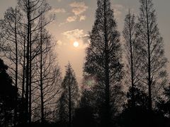 -上海滨江森林公园