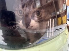 -艾贝尔宠物医院·24H转诊中心·肿瘤猫专科(江宁双龙店)