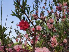 -莲花池公园