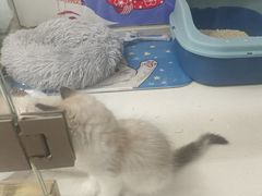 -糯米喵星人总部直营旗舰店·猫舍·幼猫出售