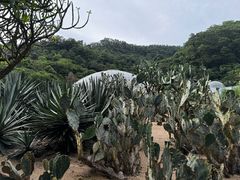 -深圳仙湖植物园