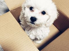 -翊宠yipet猫狗购宠庄园犬舍•猫舍