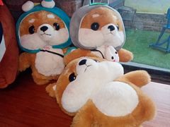 -柴犬高等学院·狗咖·柴犬售卖·宠物训练