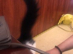 -樱の花亭日本料理店