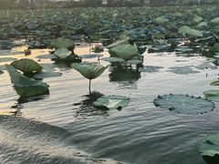 -江门古劳水乡旅游区