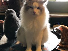 -猫猫幼稚园·撸猫·桌游·电玩