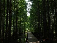 -桤木河湿地公园