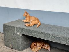 -龙华寺
