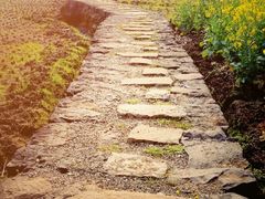 -桑洲油菜花景区