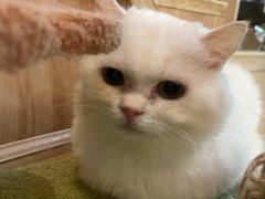 -Meowの猫咖(万家丽店)