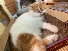 -喵屿·大理花园猫咖