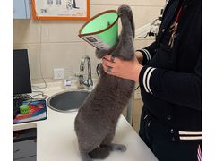 -瑞派天宁宠物医院·猫科·异宠中心