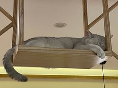 -滚猫咖啡·猫咖·猫友好撸猫(未来城店)
