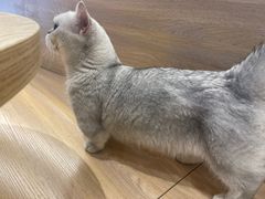 -米乐乖乖猫咪咖啡馆·猫咖(深圳湾后海汇店)