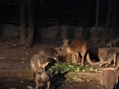 -清迈夜间动物园
