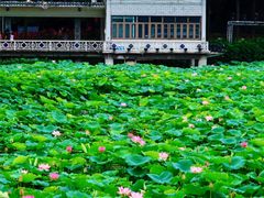 -荔湾湖公园