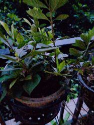 -碧莲盛·不剃发植发
