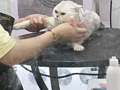 -狗不理喵子(百富路店)
