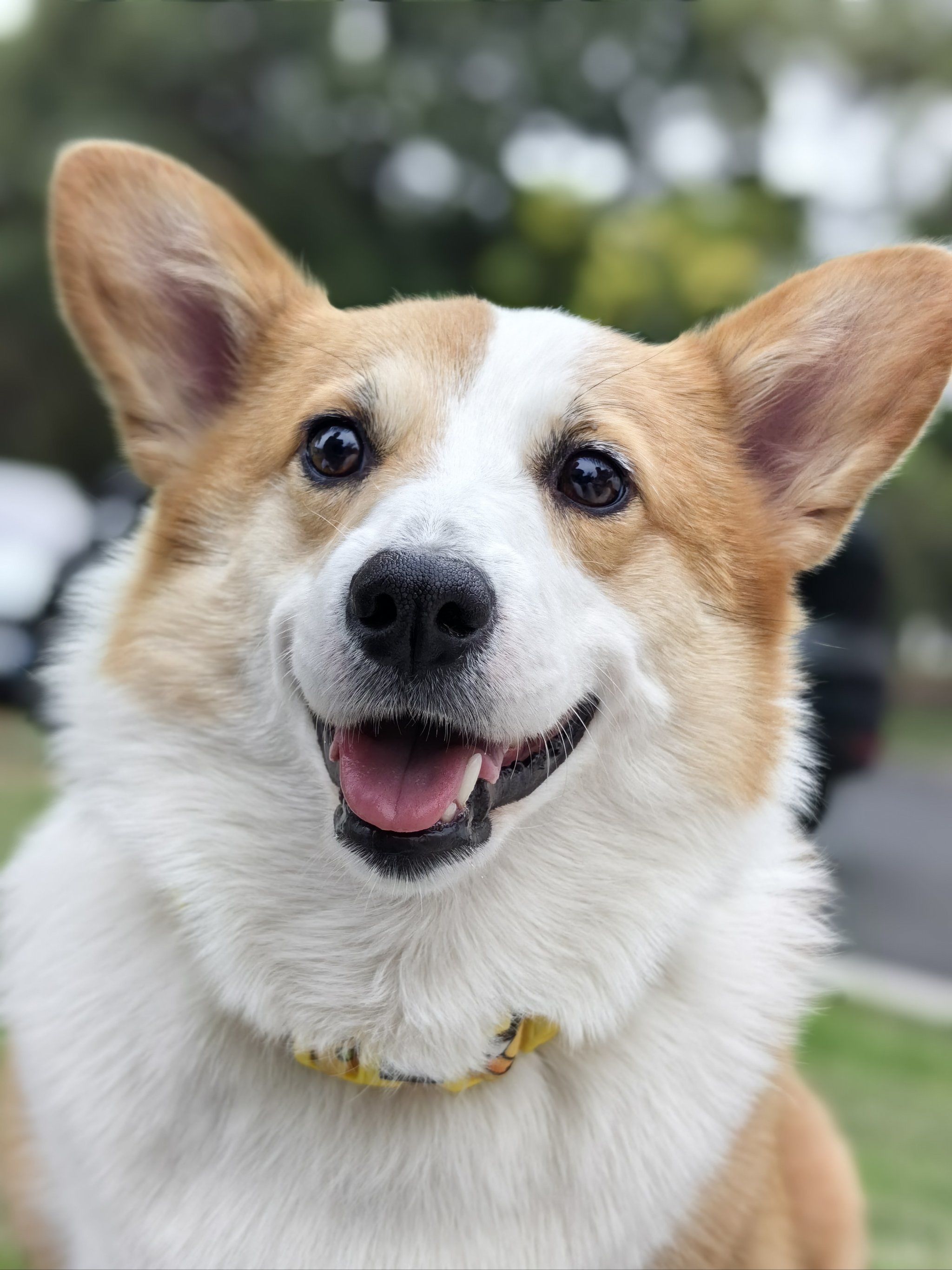 微笑天使小柯基🐶