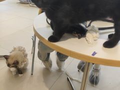 -怪兽屋·羊驼·猫咖·狗咖(俊华广场店)