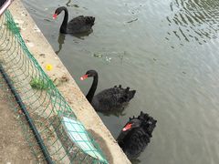 -鹅湖玫瑰文化园