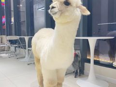 -怪兽屋·羊驼·猫咖·狗咖(俊华广场店)