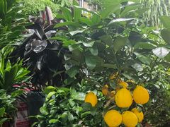 -朝来春花卉市场