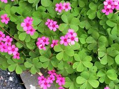 -合肥滨湖国家森林公园