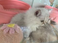 -糯米喵星人总部直营旗舰店·猫舍·幼猫出售