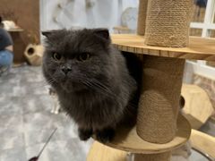 -楼上猫咖(罗湖店)