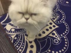 -吉丁鸟咖·异宠·寄养
