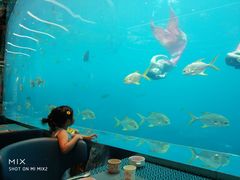 -瑞德姆美人鱼海底演艺主题餐厅(亚龙湾店)